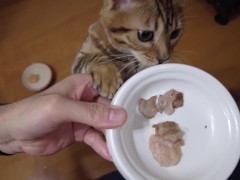 The kitten can't wait to eat your stuff ... . It meows to lure you in.