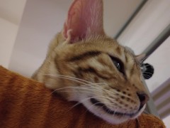 Watching kitty's relaxed face