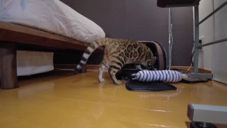Cat Playing