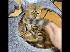 cat can be made to with her own.