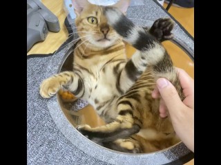 Кошечку можно заставить чувствовать себя хорошо со своими собственными.