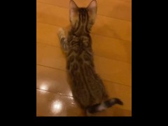 Watching an adorable pussy play alone with a toy in slow motion.