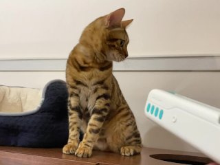 Pussy playing with a gun-shaped toy. 