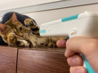 Pussy playing with a gun-shaped toy. 