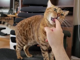 Kitty looks at you amd licks yours hardly