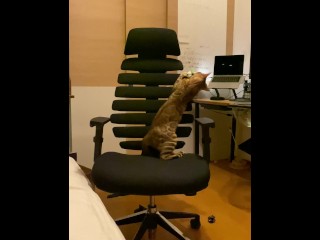 A Kitty Playing with a Chair.
