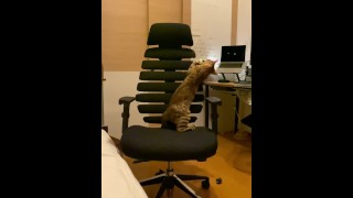 A kitty playing with a chair.