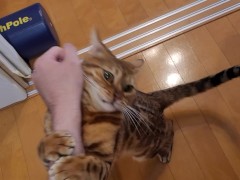 The kitty who feels your massage ........ 
