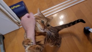 Котенок, который чувствует ваш массаж ........ 