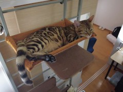 A neat kitty looks at you lovingly ... 