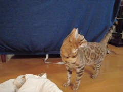 I followed this kitty and she let me touch her!