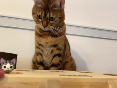 is pleased with a piston-motion toy. She is so excited that she even chews the toy!