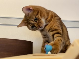 A Pussy is Pleased with a Piston-motion Toy. she is so Excited that she even Chews the Toy!