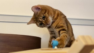 Киска довольна игрушкой с поршневым движением. Она так взволнована, что даже грызет игрушку!