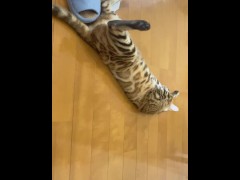 Kitty will show you everything she's got.