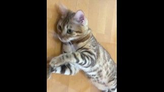 Китти покажет вам все, что у нее есть.