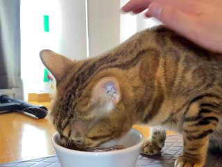 Licking everything served on the plate...