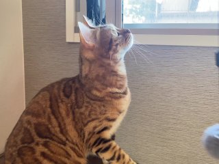 Pussy wants people outside to see her playing with toys ... . She gets excited when she is seen.