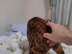 Cute kitty is looking forward to playing with you ... .