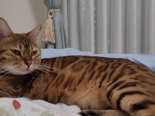 Cute kitty is looking forward to playing with you ... .