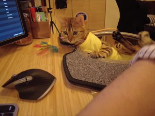 A pussycat next to your PC .... 
