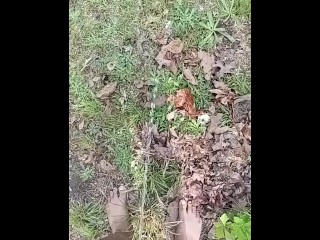 Morning Pissing