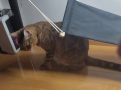 Kitty kitty doing something under the chair ............................ Inviting you at work