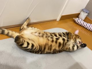 Pussy .. All in full view!