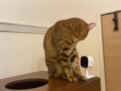 A peek into the kitty's room starts play 