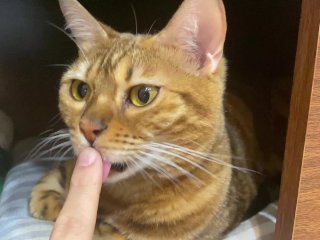 A peek into the kitty's room starts play 