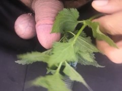 Nettles on the my penis and bondage