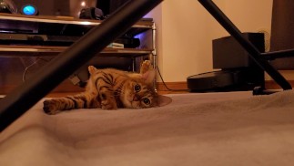 Соседка по комнате ее мечты