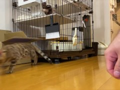 Leopard cat  - Screenshot 10 of 16 - Cat Videos