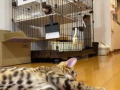 Leopard cat  - Screenshot 11 of 16 - Kittycat