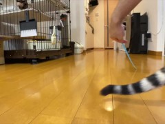 Leopard cat  - Screenshot 13 of 16 - Sfw Animals