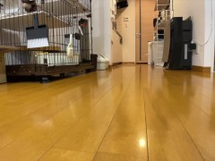 Leopard cat  - Screenshot 15 of 16 - Cat Videos
