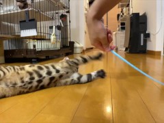Leopard cat  - Screenshot 16 of 16 - Kittycat