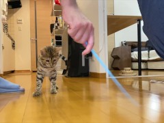 Leopard cat  - Screenshot 2 of 16 - Animals