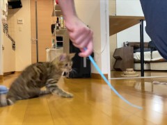 Leopard cat  - Screenshot 3 of 16 - Sfw Animals