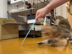Leopard cat  - Screenshot 6 of 16 - Kittycat