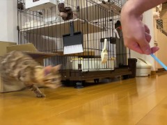 Leopard cat  - Screenshot 7 of 16 - Animals