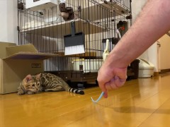 Leopard cat  - Screenshot 8 of 16 - Sfw Animals