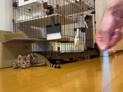 Leopard cat  - Screenshot 9 of 16 - Cute Cat