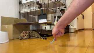 Leopard cat 