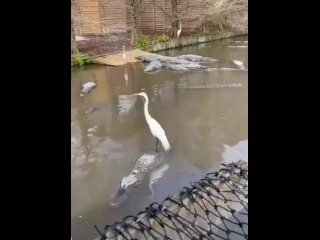 Поднятие настроения!