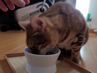 Pussycatが美味しく食べる