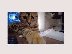 Pussy of the Near Future Video . 
