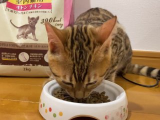 Pussy of the Near Future Video . 