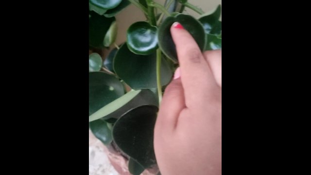Playing with plants
