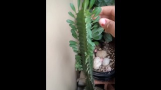 Plant as a dick